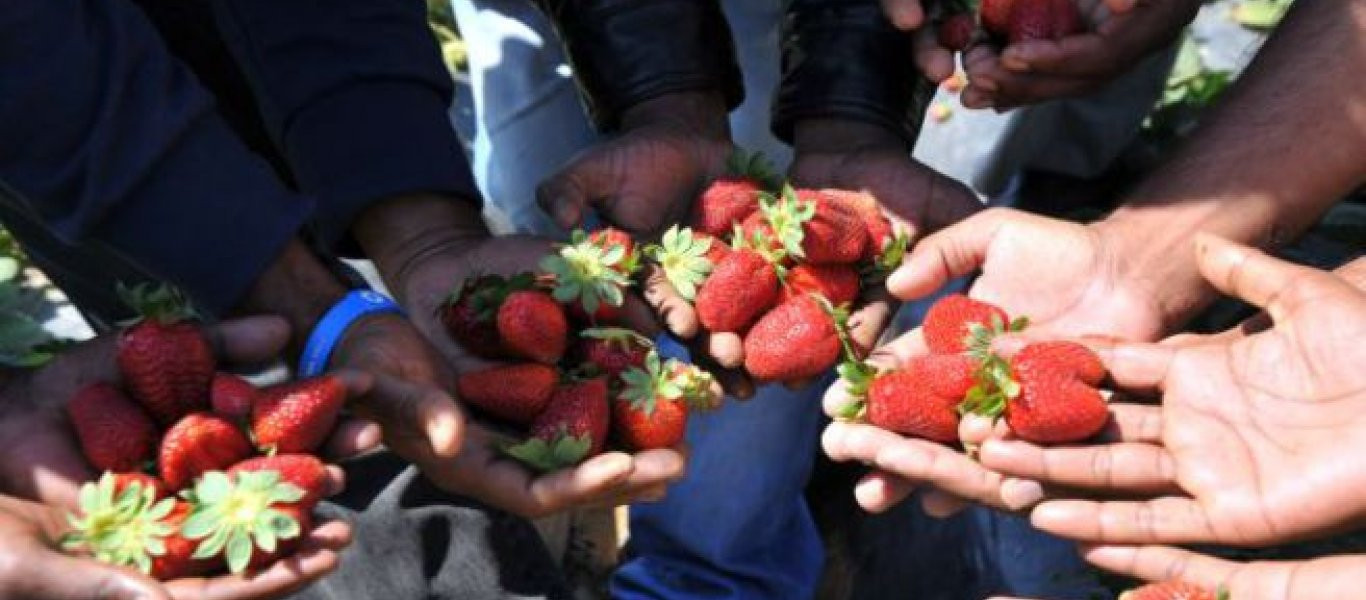 Φράουλες: Το αγαπημένο καλοκαιρινό φρούτο κατά του καρκίνου